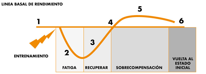 curva recuperacion ejercicio